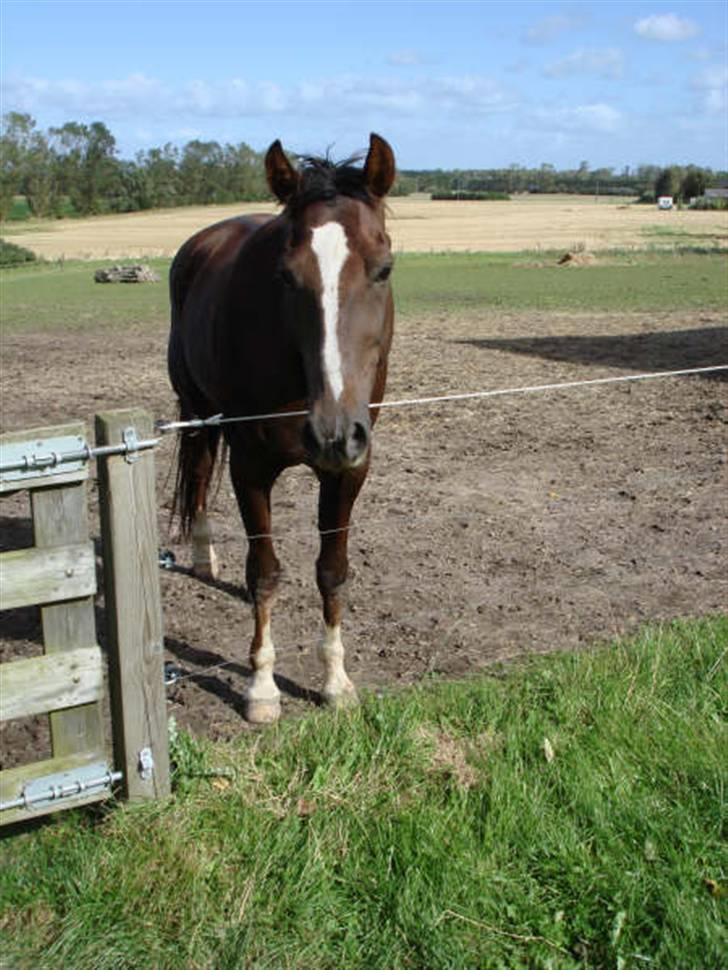 Traver Bobby Hallegård udlånt billede 18