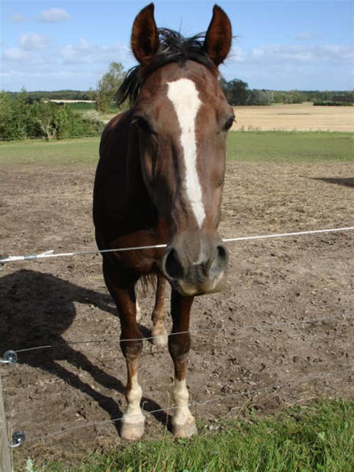 Traver Bobby Hallegård udlånt billede 19