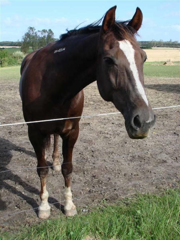 Traver Bobby Hallegård udlånt billede 20