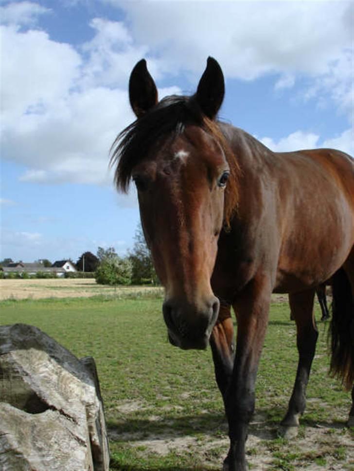 Traver Ulrik Langkjær RIP billede 8