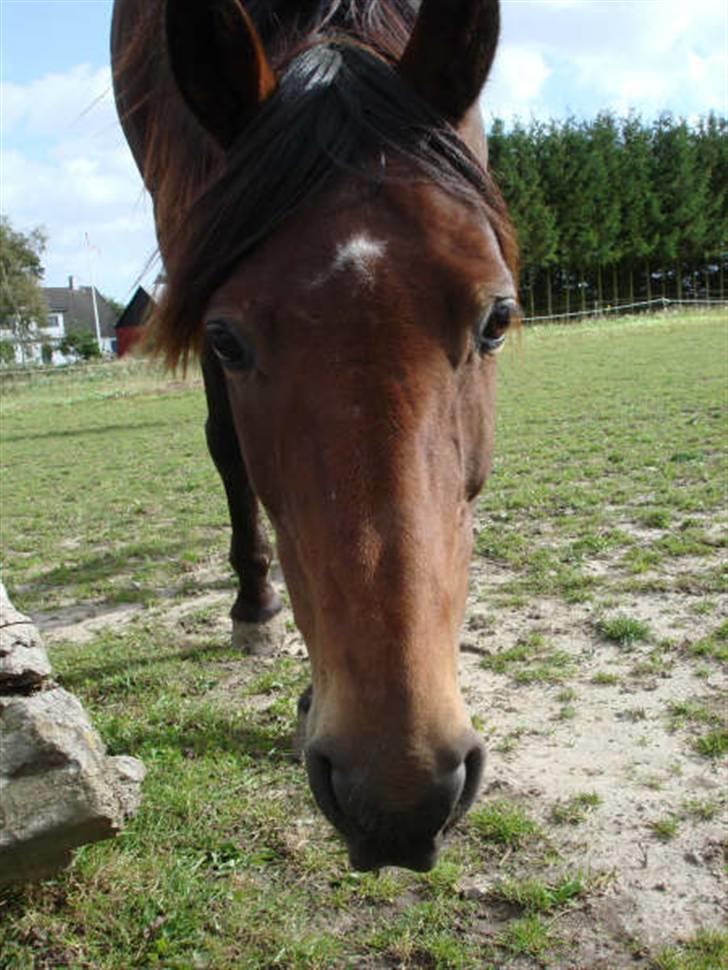 Traver Ulrik Langkjær RIP billede 9