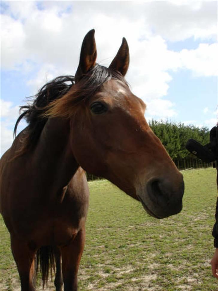 Traver Ulrik Langkjær RIP billede 10