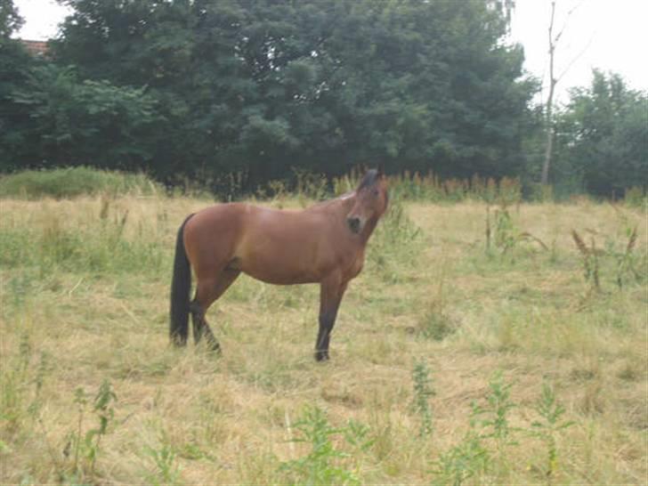 Traver Dorit billede 11