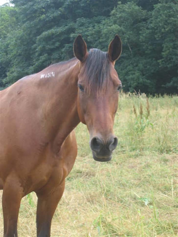 Traver Dorit billede 12