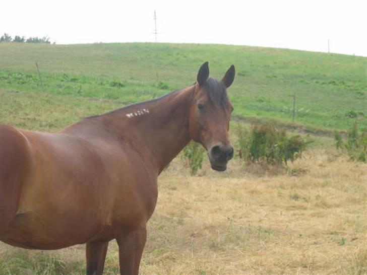 Traver Dorit billede 13