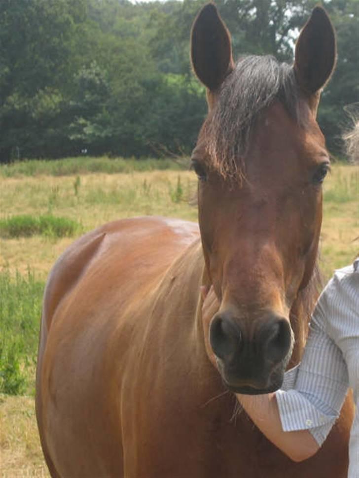 Traver Dorit billede 14