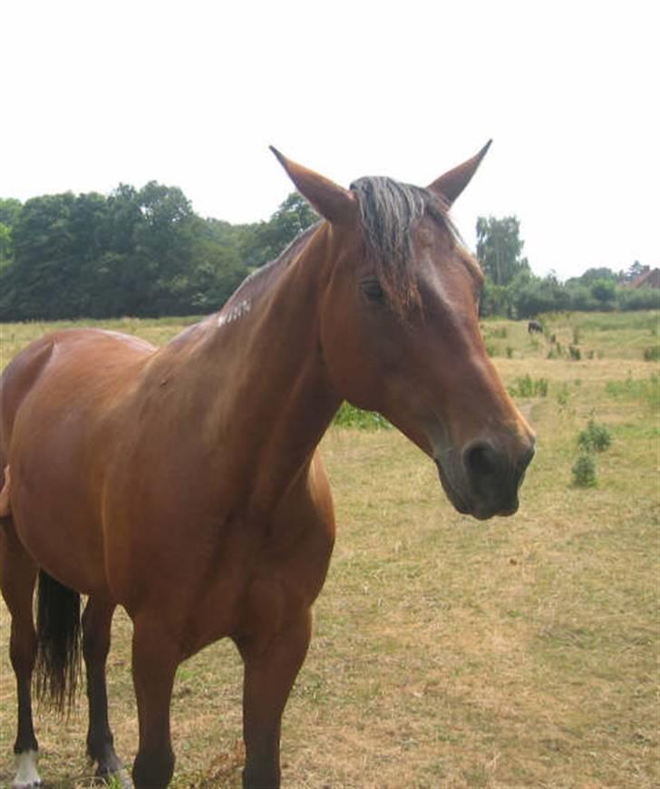 Traver Dorit billede 16