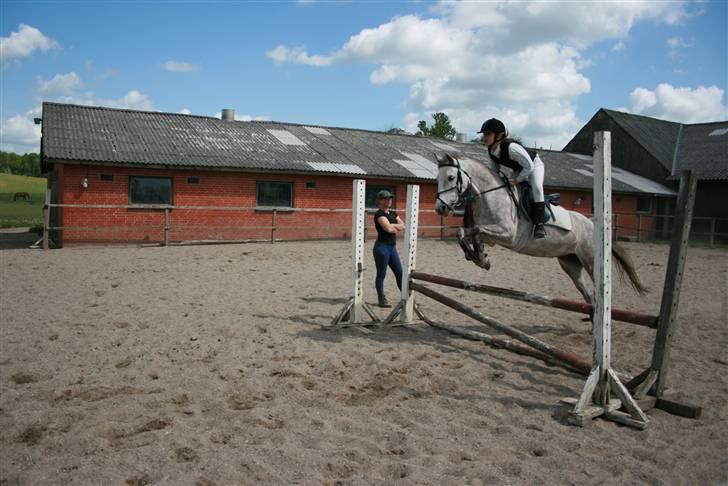Arabisk fuldblod (OX) Fly - min er pony såh sød!! <,33 billede 4