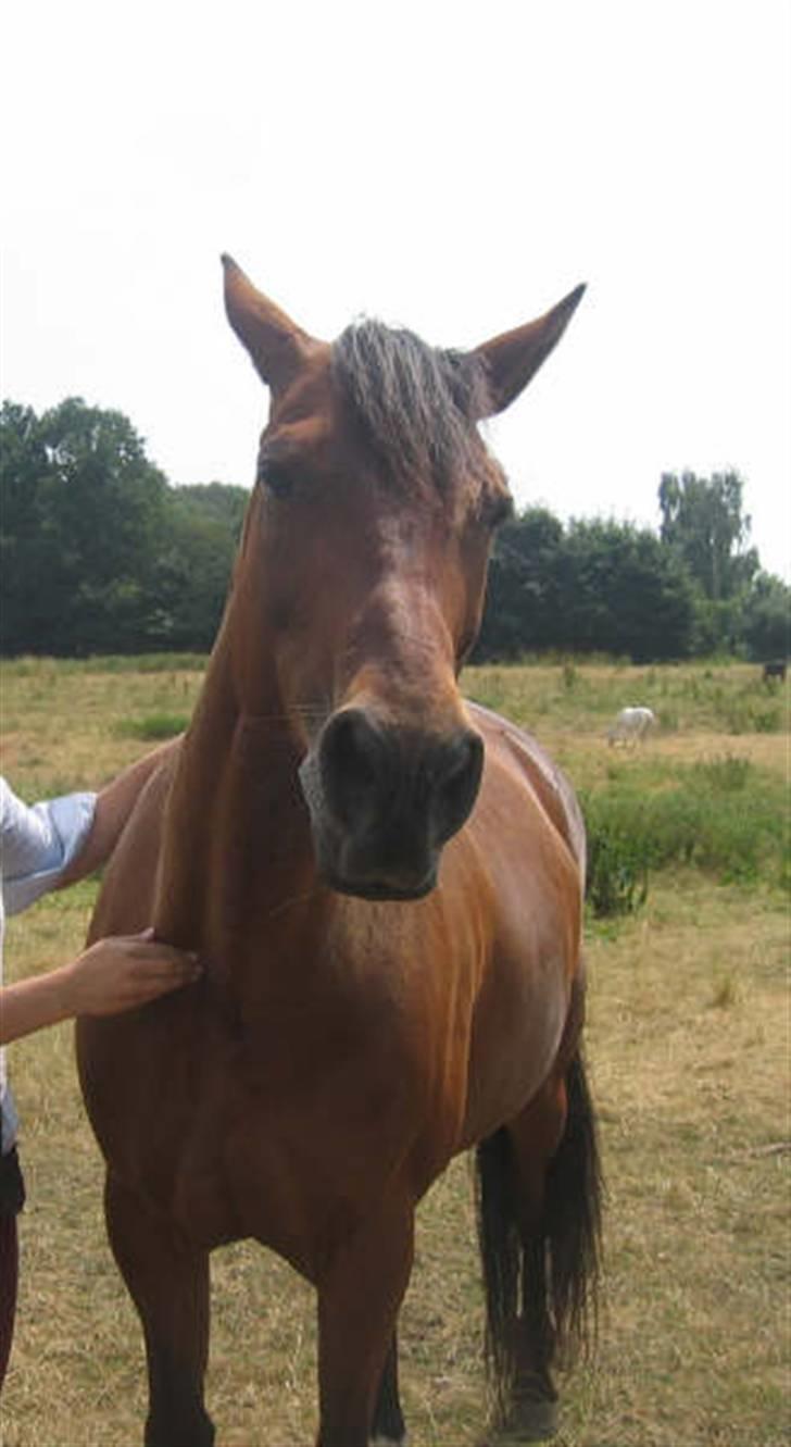 Traver Dorit billede 18