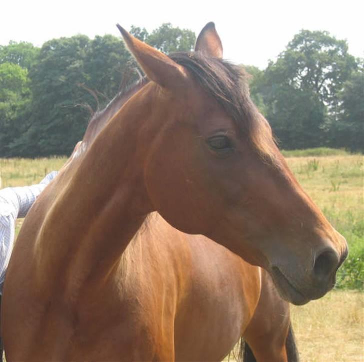 Traver Dorit billede 19