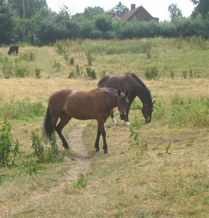 Traver Dorit billede 20