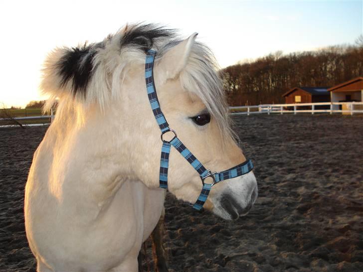 Fjordhest Mai - Hej(: Velkommen til Mai´s profil billede 1
