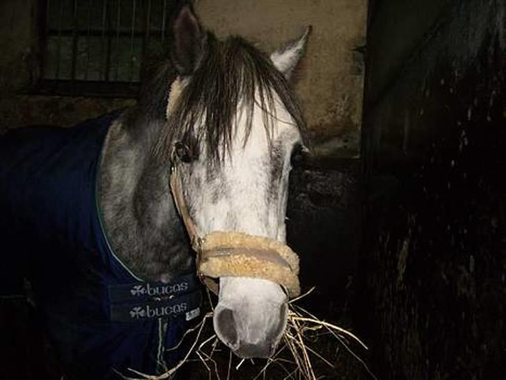 Welsh Pony af Cob-type (sec C) Rico - Rico i boksen ;D (gammelt) billede 16