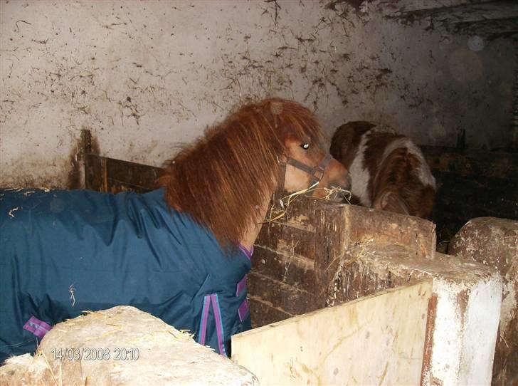 Anden særlig race S Flying Ferrari SOLGT <3 billede 4