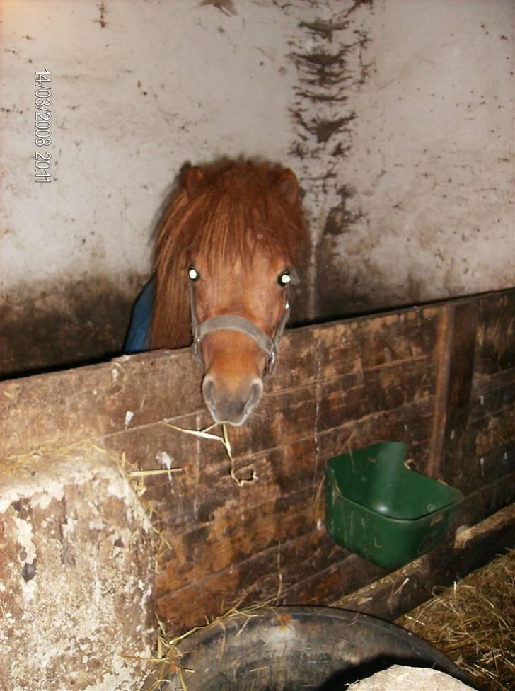 Anden særlig race S Flying Ferrari SOLGT <3 billede 5