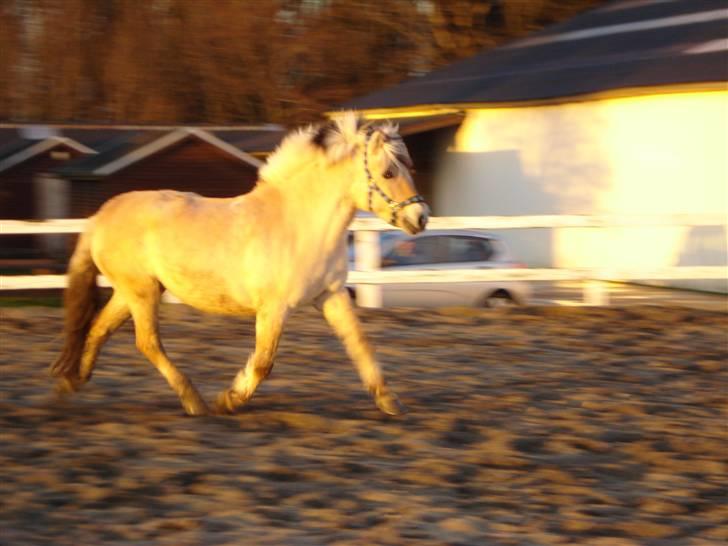 Fjordhest Mai - Går jeg ikke fint?? (: billede 5