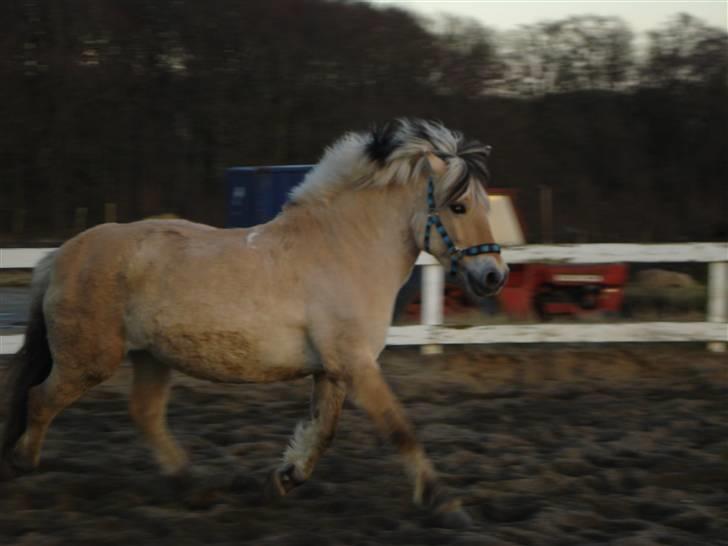 Fjordhest Mai - Ja nu vil jeg løbe lidt mere rundt(: billede 10