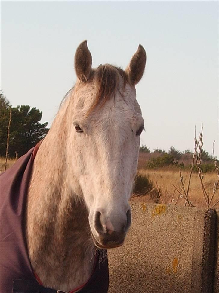 Anden særlig race Prins  - hans SMUKKE hovde :D billede 19