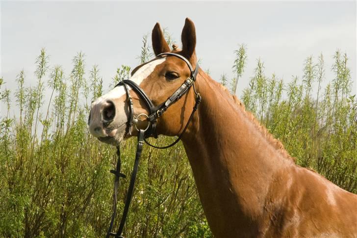 Frederiksborg  / DV Amigo - vriiiiiinsk ;D foto: Anne Slyngborg billede 10