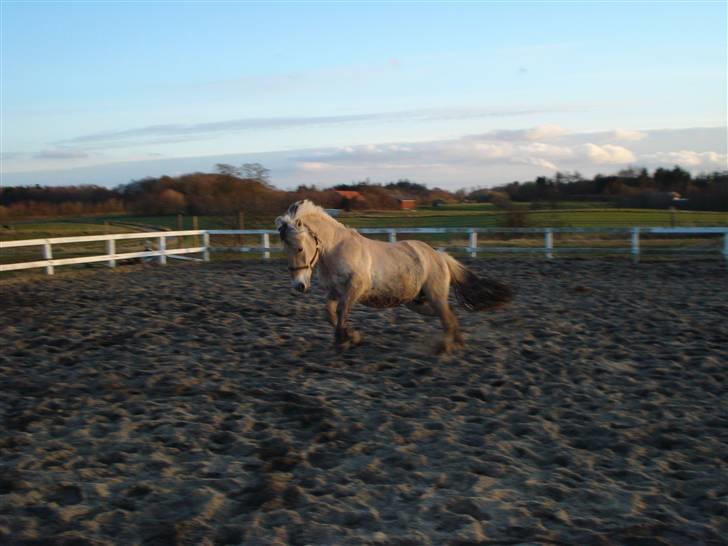 Fjordhest Attilla - Her kommer jeg(: billede 12