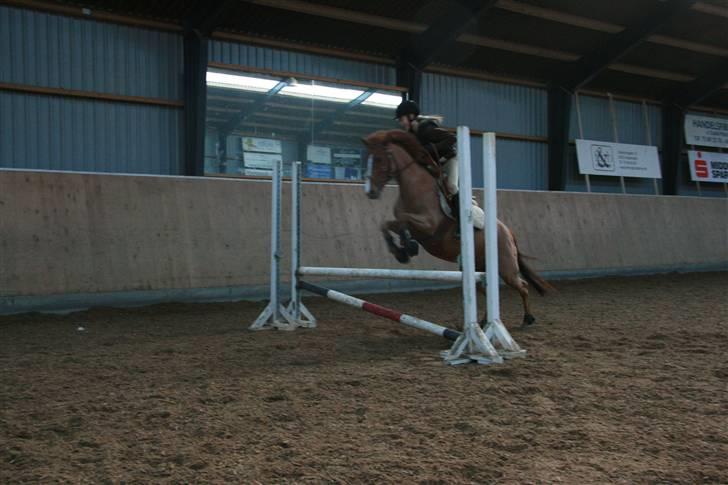 New Forest Catharina - vinter 08 - lille spring til lidt opvarmning billede 11