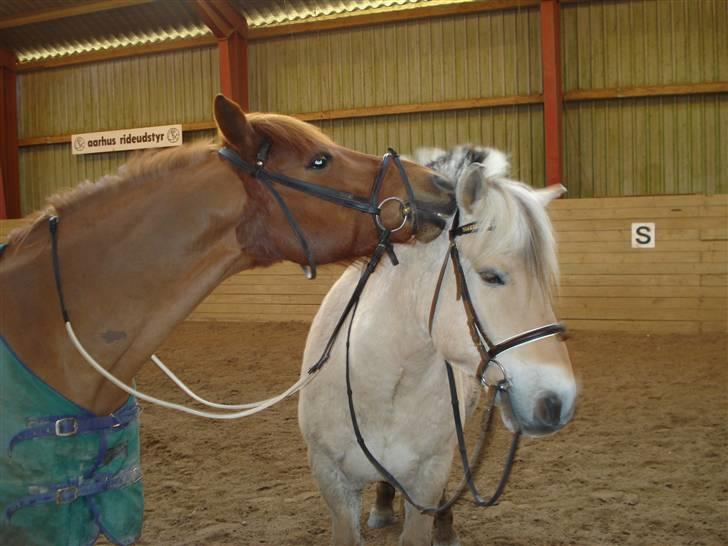 Fjordhest Attilla - Ja Sebastian lige der. Det er bare skønt!! (: billede 13