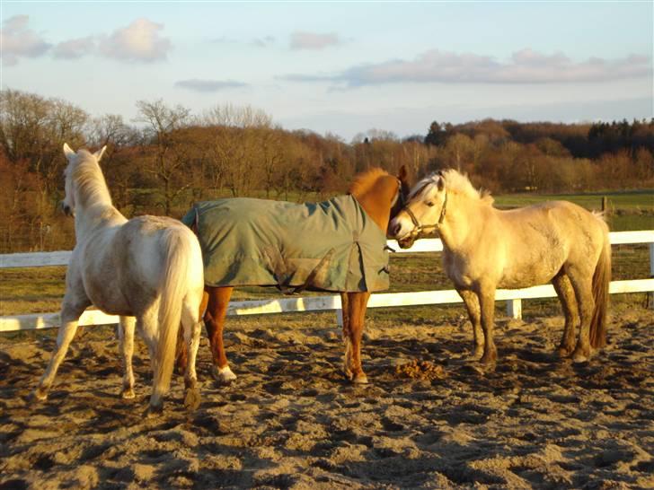 Fjordhest Attilla - Mig, Sebastian og José vi hygger os(: billede 14