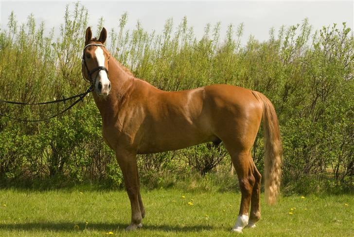 Frederiksborg  / DV Amigo - lidt hingestet ?? foto: Anne Slyngborg billede 12