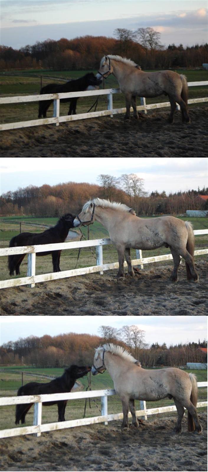 Fjordhest Attilla - Mig og Bruno snakker sammen(: billede 15