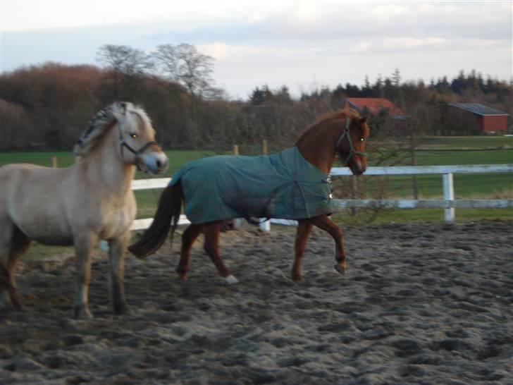 Fjordhest Attilla - Sebastian spild dog lidt mere smart!! :p billede 16
