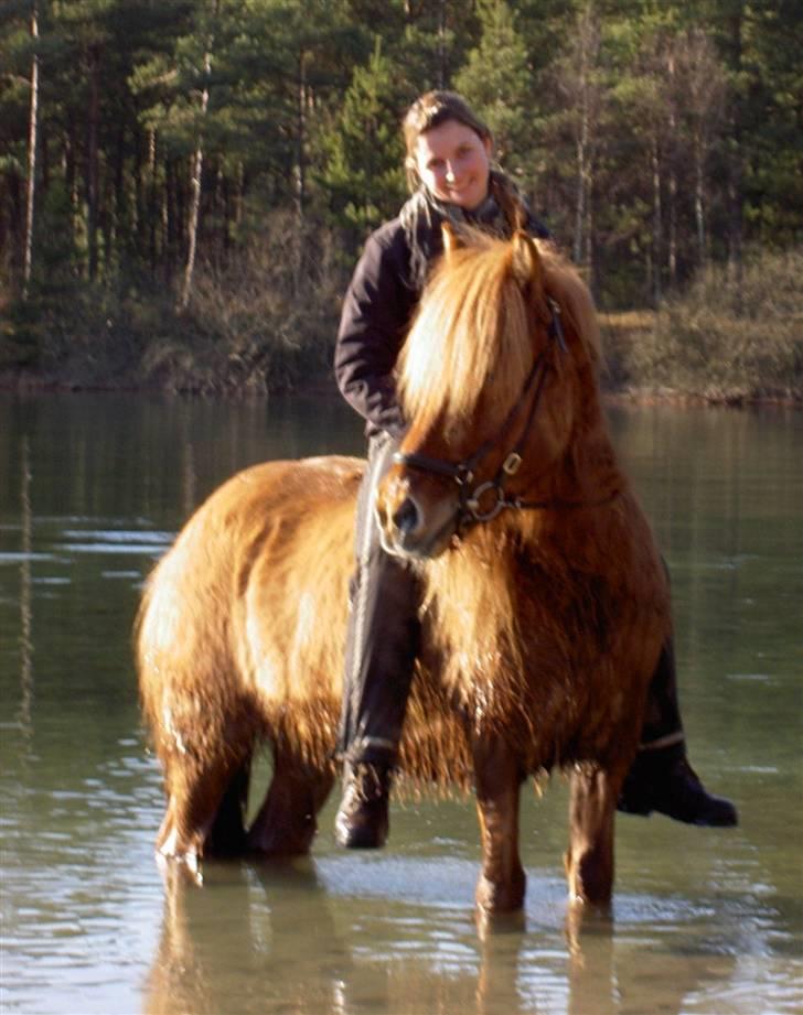 Islænder Sleipnir fra eskildsminde - Ude at bade billede 17