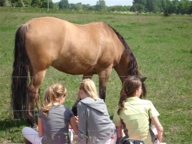 Anden særlig race Klakkebjergs La Chevalle  - Hygge efter stævne (: billede 18