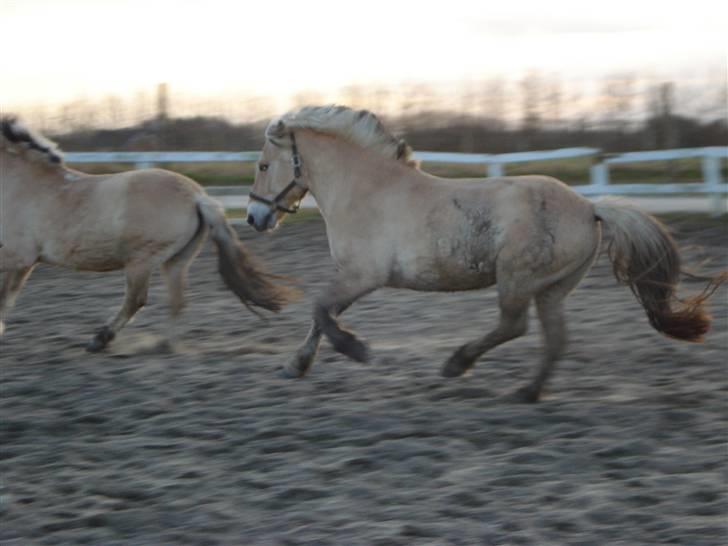Fjordhest Attilla - Sej mig jagter Mai! :P billede 17