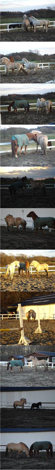 Fjordhest Attilla - Mig og mine venner billede 18