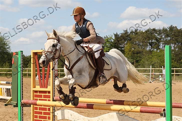 Anden særlig race Flicka  - Kender I æslet fra Shreck? Men det her er altså Flicka i Vestbirk rideklub billede 11