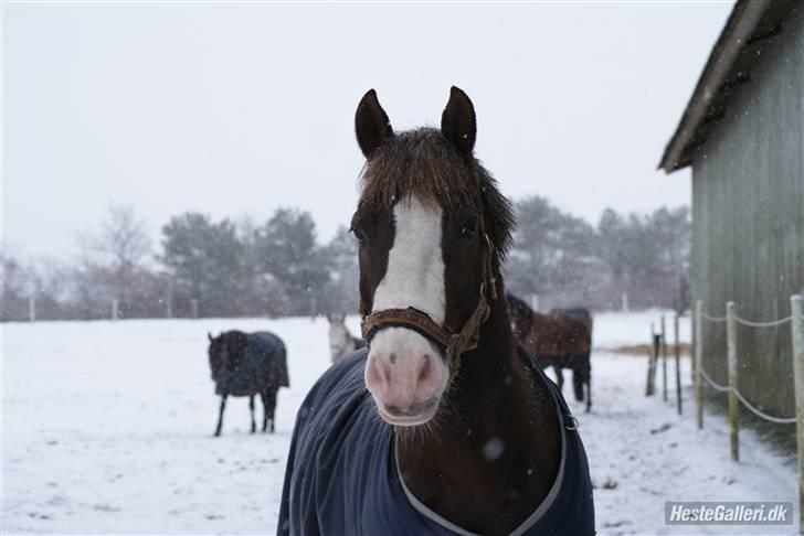 Welsh Cob (sec D) VesterVangs Djanco RIP - Velkommen til vestervangs Djanco´s profil<33 billede 2