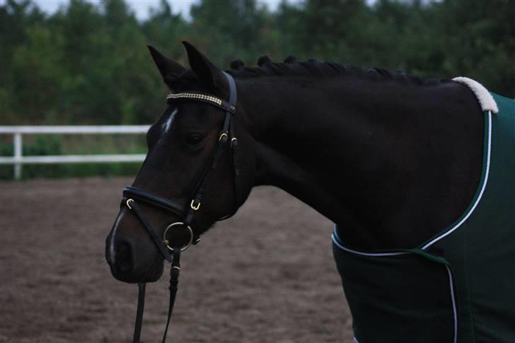 Anden særlig race Mr. Malle - Hej Malle ! :) billede 4