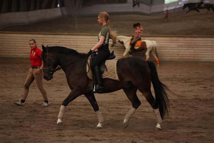 Anden særlig race Mr. Malle - Undervisning hos Cathrine Dufour d. 26-07-09 billede 5