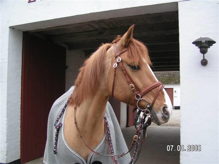 Anden særlig race Strejfer  - Strejfer ude foran stalden. Foto; Mig - SAVNER TIDEN MED DIG STREJFERMAND<3 ELSKER DIG AF HELE MIT HJERTE<3 billede 1