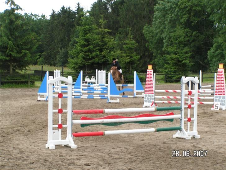 Anden særlig race Strejfer  - Til stævne i Nordsæjllandsportssrideklub. Foto; Far billede 2