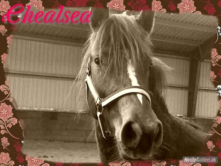 Anden særlig race Ellgaard´s Chelsea*Solgt* - "Hej, Velkommen til min profil" Tøsebarnet... Lavet af "Hestetøsepigen (rider helst uden sporer og pisk!) !" billede 1
