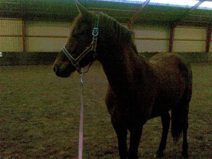 Anden særlig race Ellgaard´s Chelsea*Solgt* - "Der er mange spændene ting herinde" (3 gang i ridehuset) billede 2