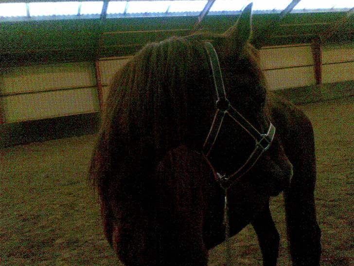 Anden særlig race Ellgaard´s Chelsea*Solgt* - "SE mor, Stoffer går dernede" billede 3