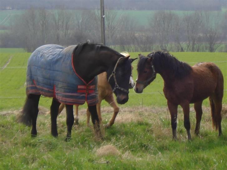 Anden særlig race Labell - Her hilser Labell på vores lille frække søde hingst. billede 9