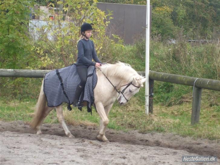 Palomino Oswald har passet billede 9