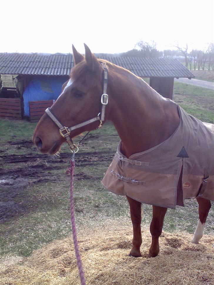 Anden særlig race Figaro  - Figaro C: billede 8
