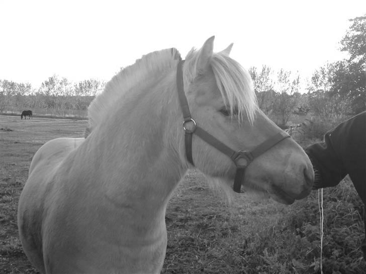 Fjordhest Dante  - Den første dag vi kiggede på ham<3 billede 9