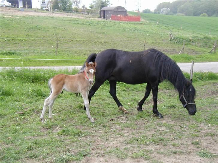 New Forest Donald  - Lille føller Donald sammen med sin mor Tulle.. Nååh :) billede 2