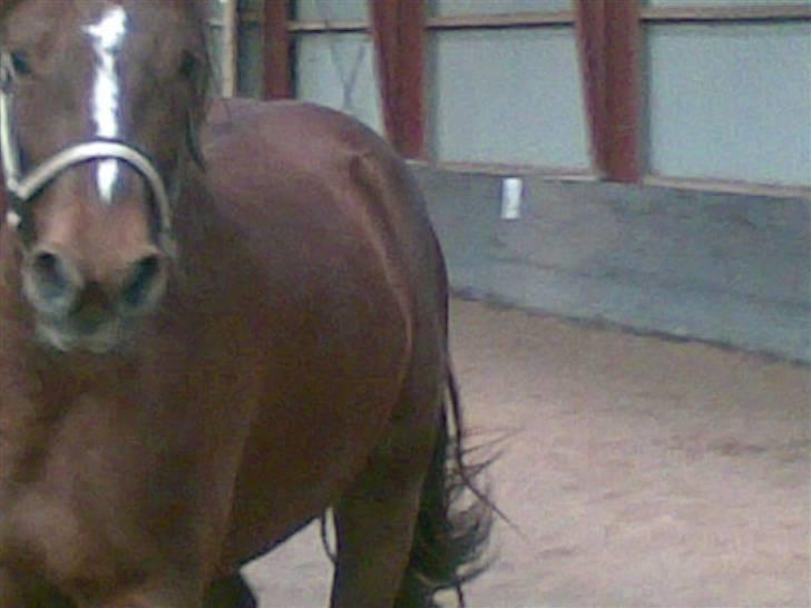 Anden særlig race Ellgaard´s Chelsea*Solgt* - "Her kommer Jeg" billede 4