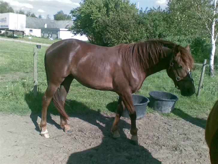 Anden særlig race Ellgaard´s Chelsea*Solgt* - *NYT* uden vinterpels billede 5